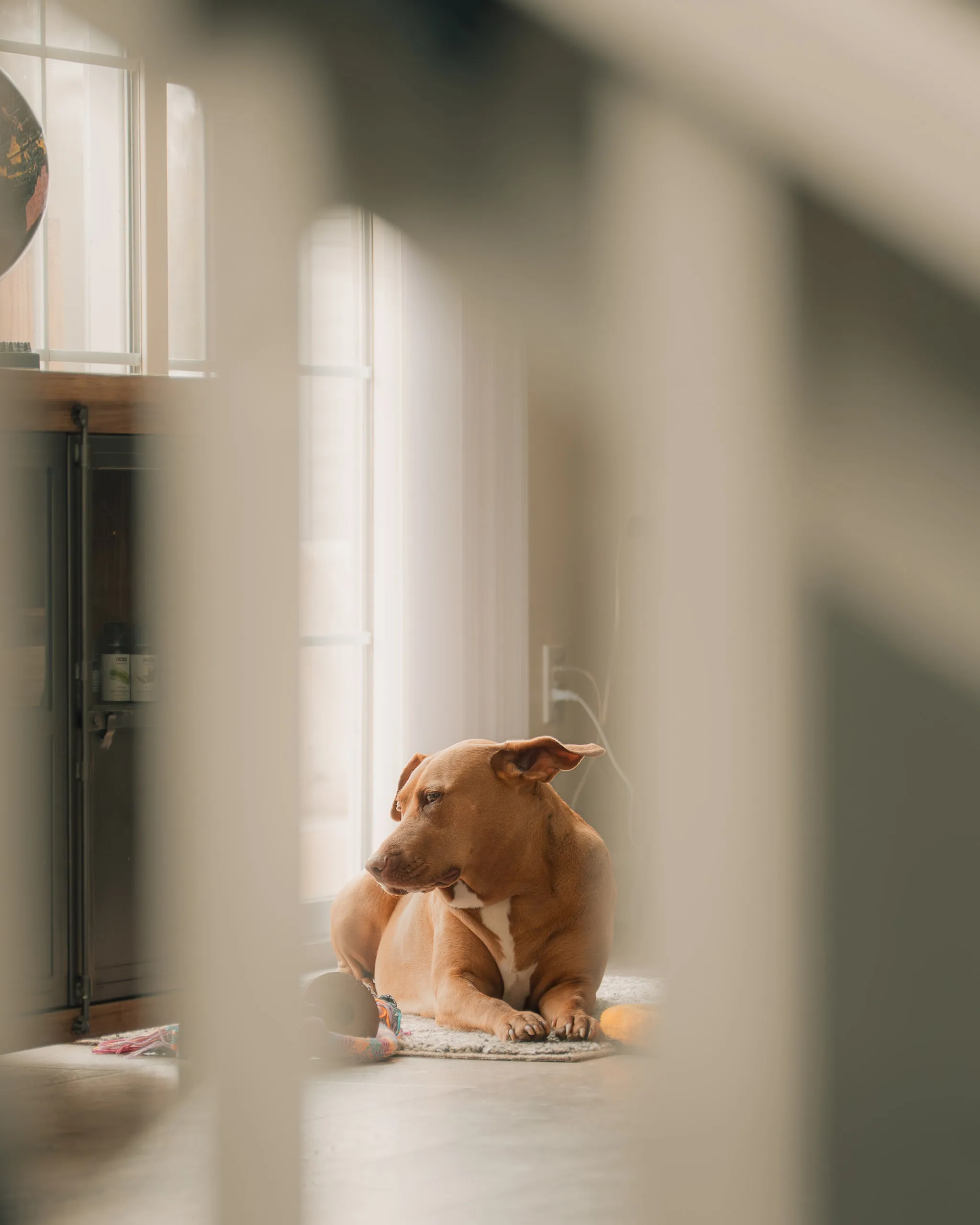 A small dog lies in a pool of hallway light with its ears up