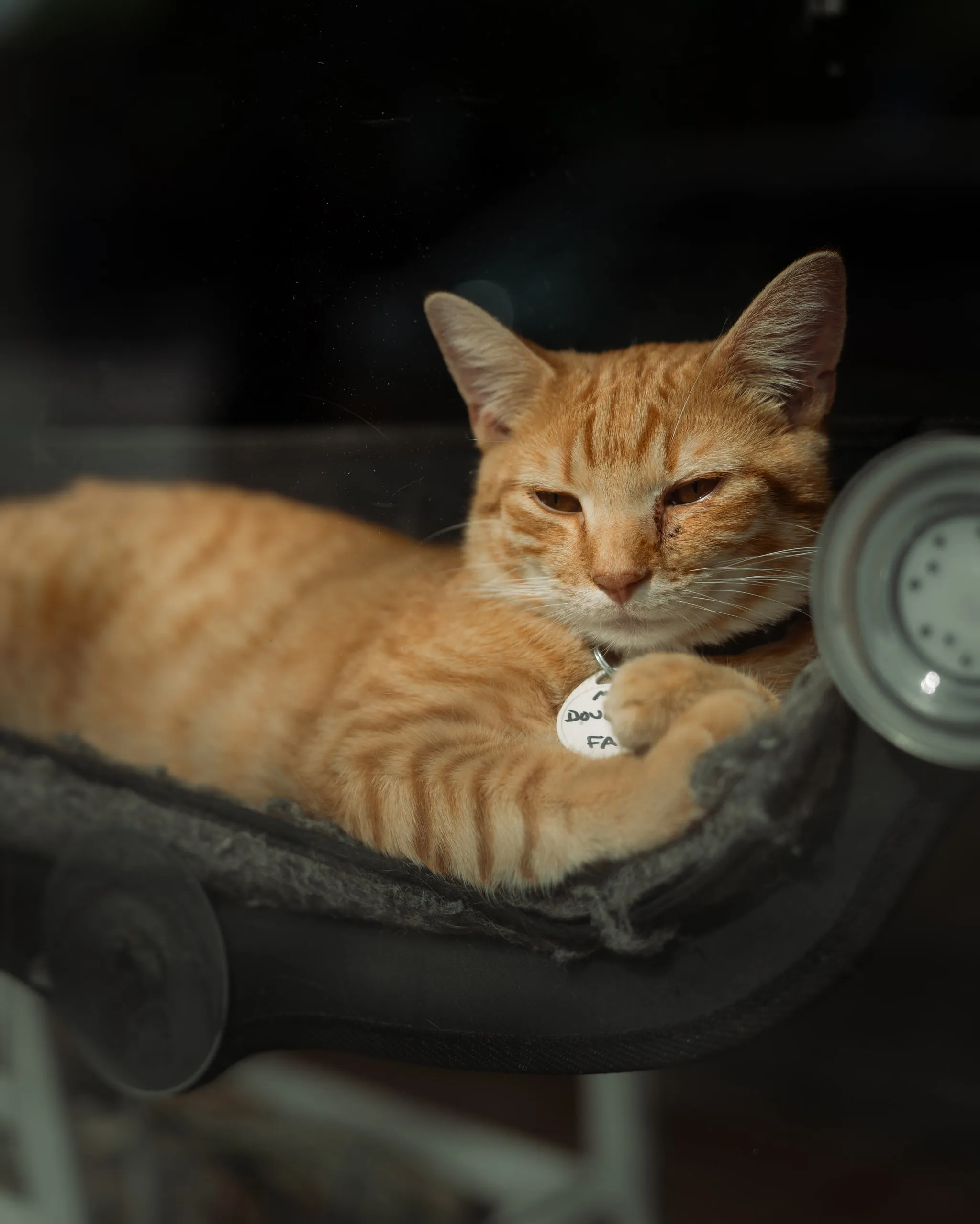 An orange tabby dozes curled up on a metal cart