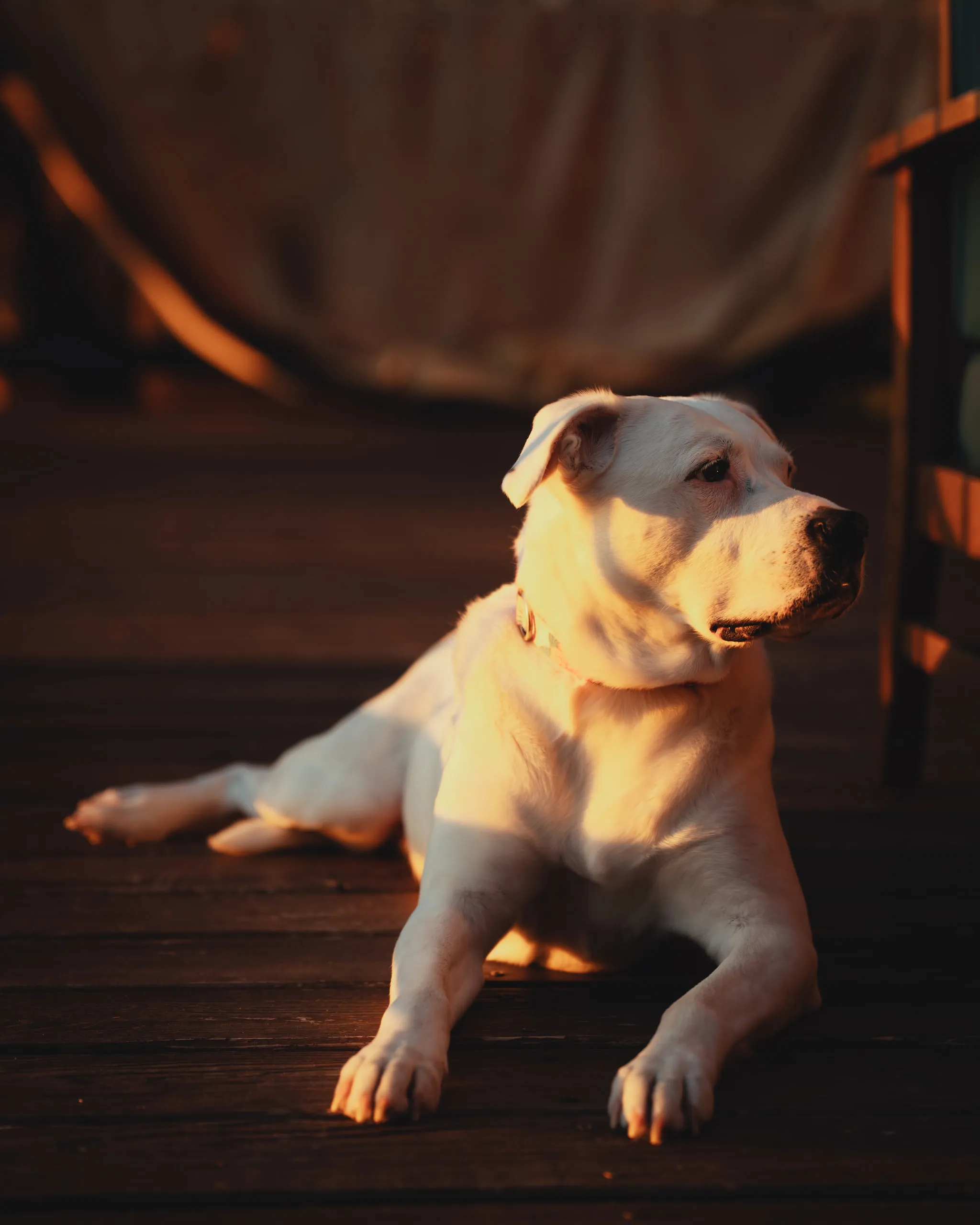 A white dog lies on a wooden deck in low golden light