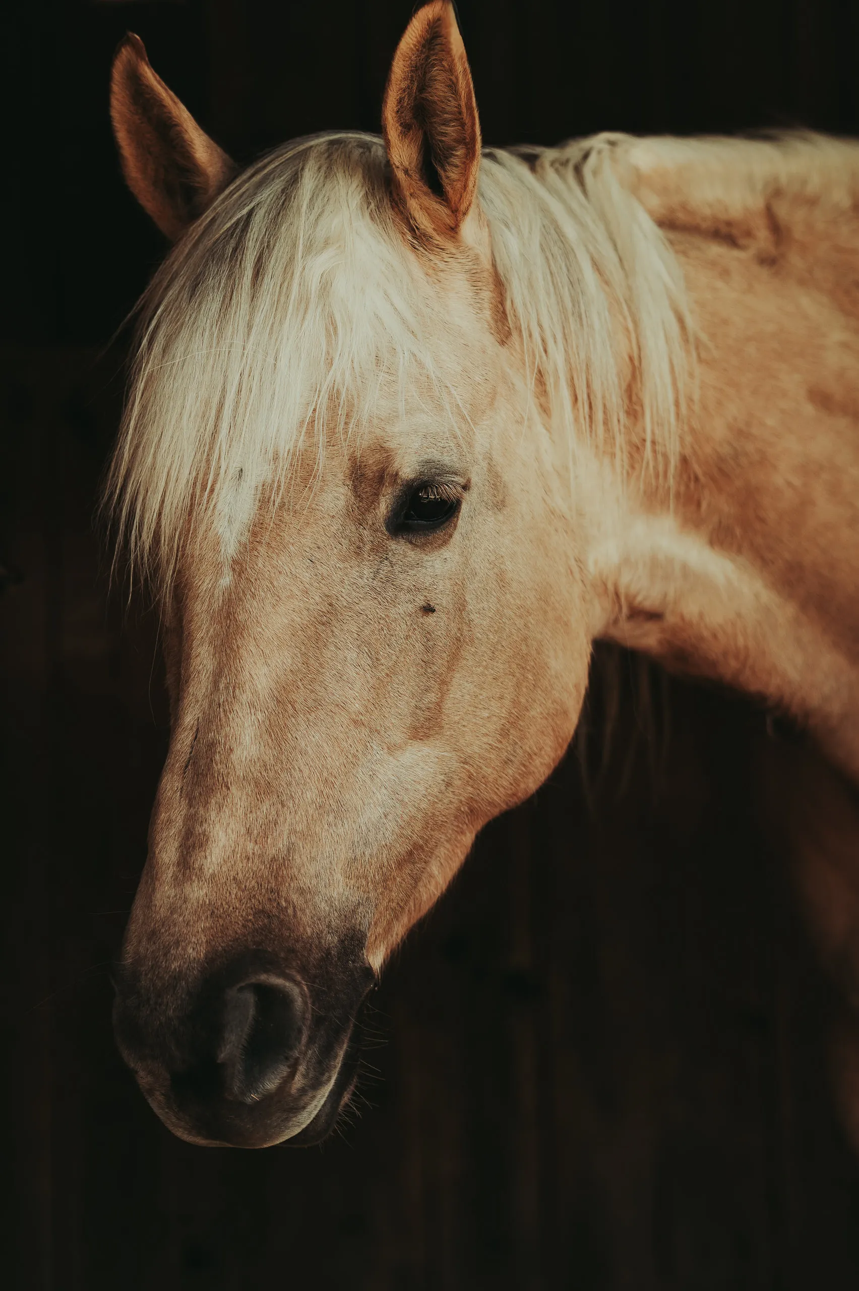 Head-and-shoulders portrait of a palomino horse against a dark background