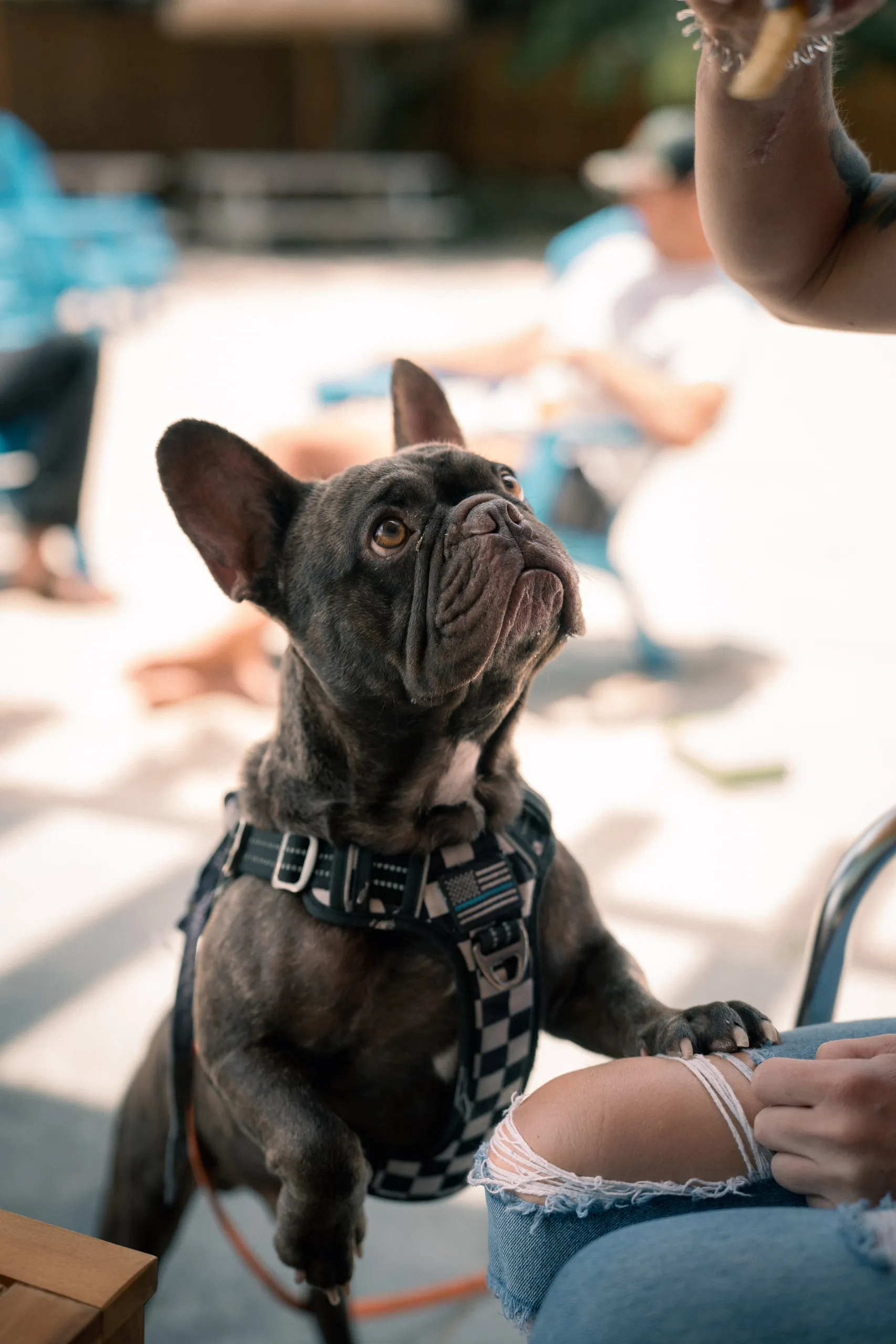 A French bulldog in a harness looks up from a sunlit poolside