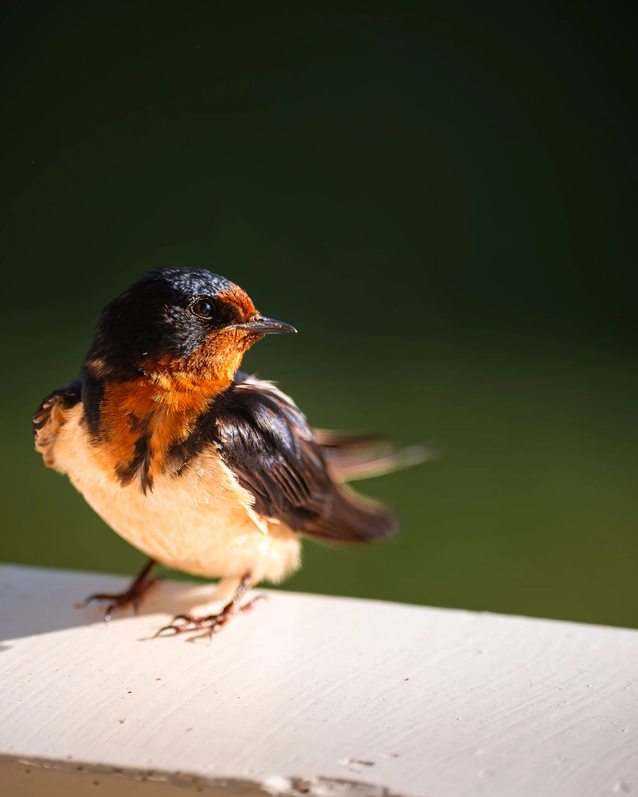 A barn swallow perches on the edge of a board with its wings tucked