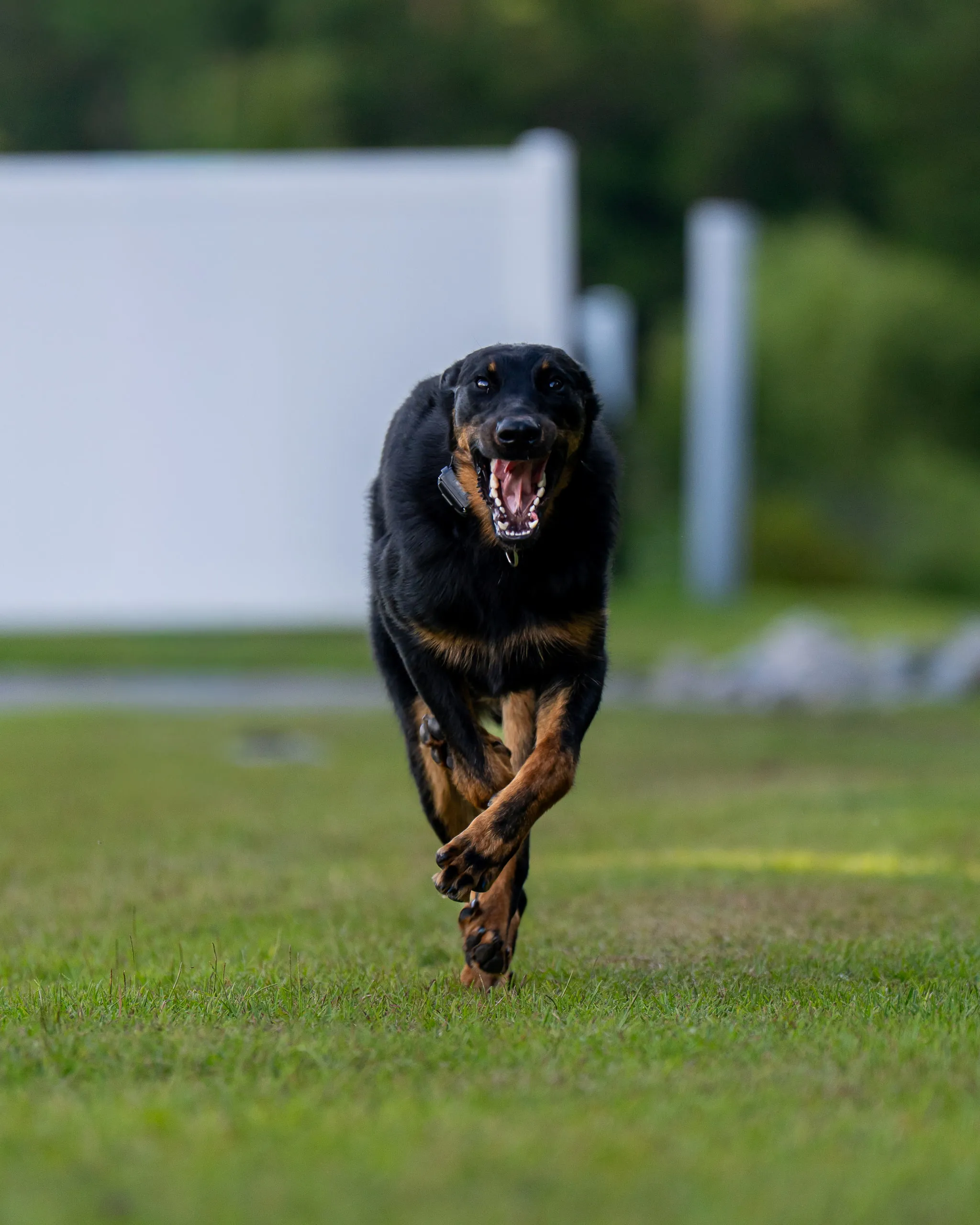A black-and-tan dog charges straight at the camera across the grass