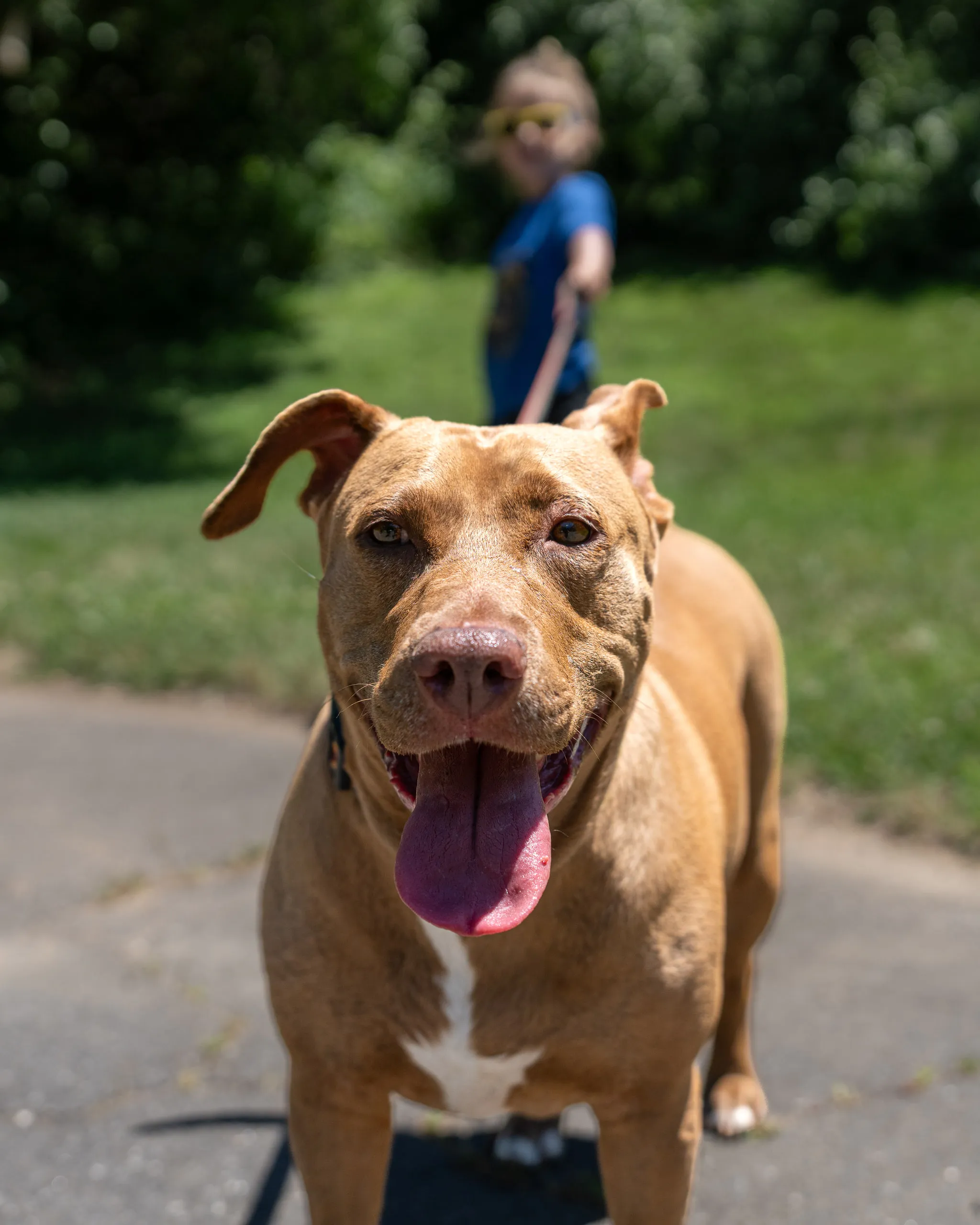 A tan dog grins at the camera on a path, a child walking in the background