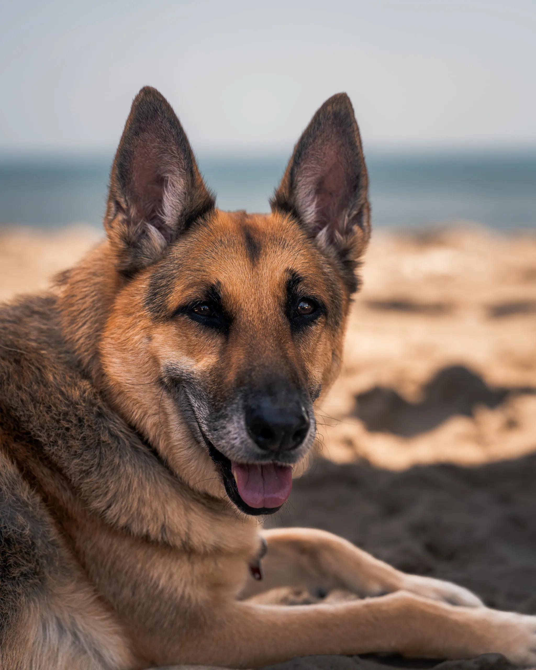 A German shepherd lies on the sand at the beach, ears up and tongue out