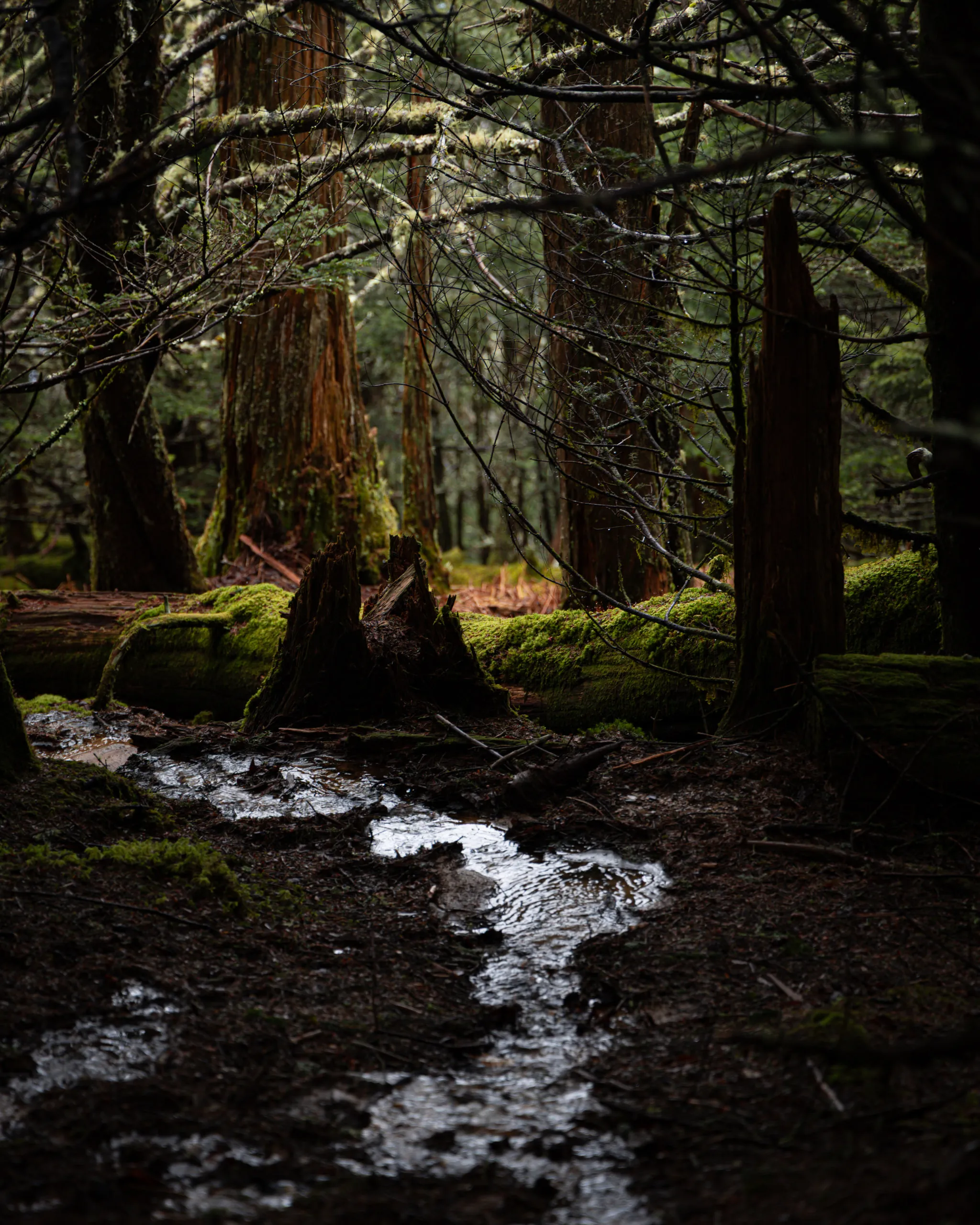 A thin stream threads between mossy logs on a dark forest floor